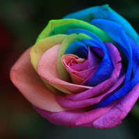 Rainbow rose