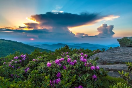 Mountains - flowers - mountains, flowers, landscape, clouds