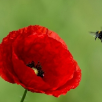 Red poppy - bee