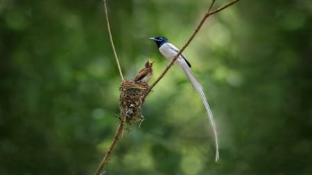 Bird and Chick - Bird, outdoor, nest, Chick