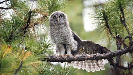 barred owl - barred, owl, bird, branch