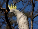 sulphur crested cuckatoo