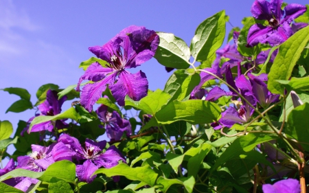 Purple Flowers - nature, purple, blossoms, leaves, flowers, spring