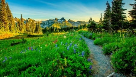 Mountain path - pretty, trees, hills, beautiful, slope, meadow, lovely, freshness, mountain, wildflowers, path, nature, sky