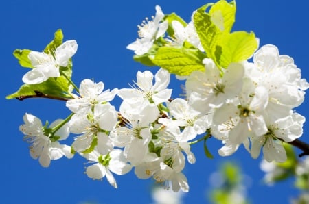 Spring blossoms - blossoms, beautiful, fragrance, spring, lovely, freshness, tree, flowering, scent, sky