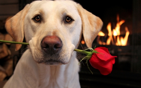 For you! - catel, dog, flower, sweet, black, fire, red, valentine, rose, caine, puppy