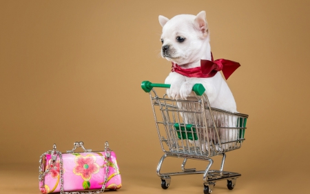 Cute puppy - dog, pink, bag, sweet, Chihuahua, animal, red, purse, cute, puppy