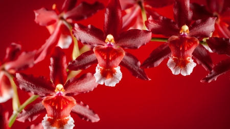 Orchids - orchid, red, flower, beauty