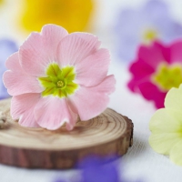 Pink Primula Flower