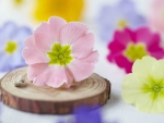 Pink Primula Flower