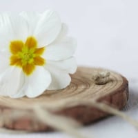 White Primula Flower