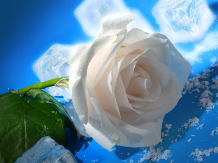 White rose - white, summer, flower, rose, winter, ice, blue, green