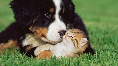 ♥ cute friends ♥ - kitten, cute, dog, friends, animals