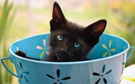 Kitten - cat, eyes, blue, animal, sweet, cute, cup, kitten