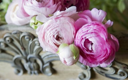 Pink Ranunculus - flowers, ranunculus, pink