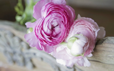 Pink Ranunculus - flowers, ranunculus, pink