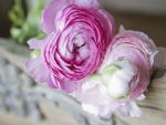 Pink Ranunculus