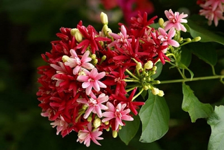 Flowers - flowers, garden, red, pink