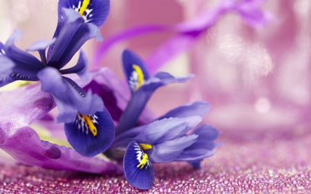 Beautiful Flowers - flowers, petals, bloom, blue