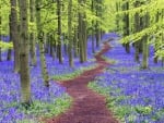 Bluebell Woods