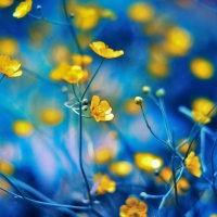 Buttercups on Blue