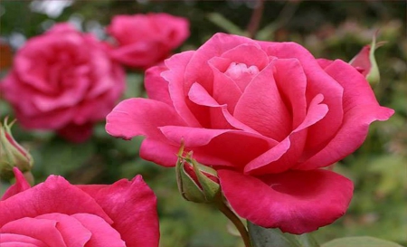 Pink Roses - Nature, Flowers, Beautiful, Pink, Roses