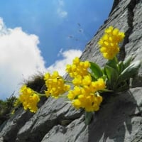 Spring in the mountains