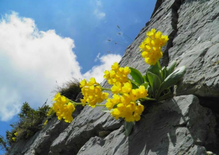 Spring in the mountains - mountains, yellow, spring, primula