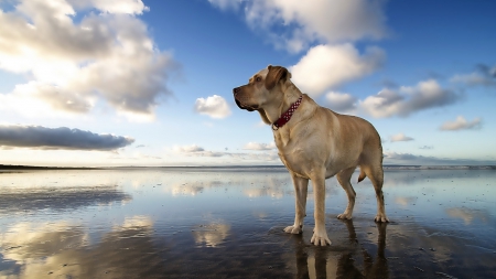 Dog - Dog, clouds, lake, sky