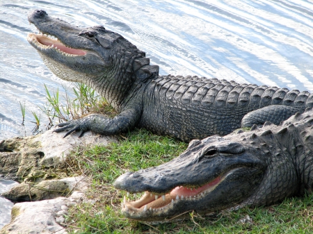 Two alligators - two, water, alligators, grass