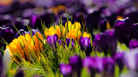 Yellow purple crocus - purple, crocus, yellow, leaves, flowers