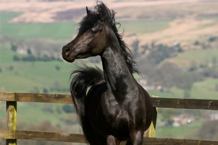 Penalties horse - animal, penalties, horse, mane