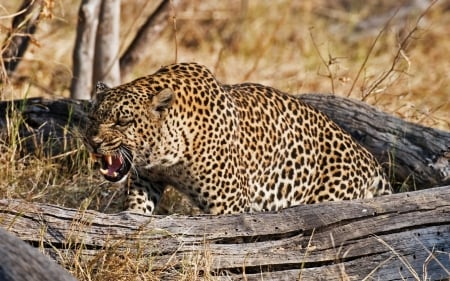 Leopard - wild animal, Animals, Leopard, cat