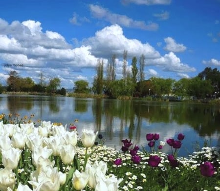 Spring flowering - nature, picture, color, spring flowering