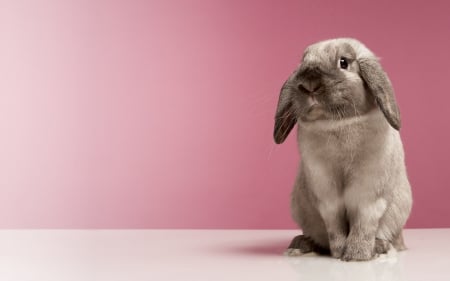 Easter Bunny - easter, wallpaper, bunny, pink