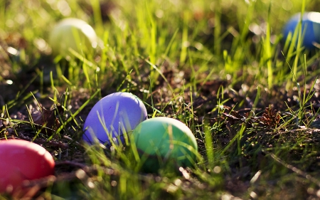 Easter Eggs - easter, in, eggs, grass