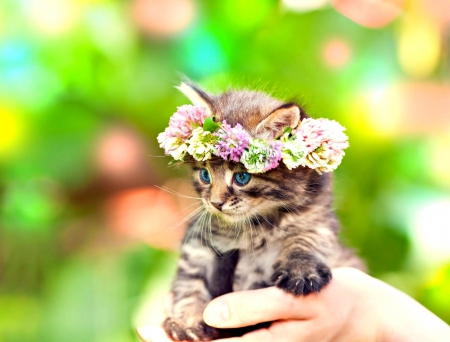 Little Princess - wreath, kitten, cute, little, flower, sweet