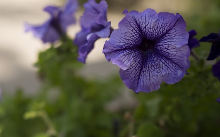 Purple Peturia - nature, fkowers, purple, peturia