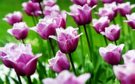 Purple Tulips - field, blossoms, spring, colors