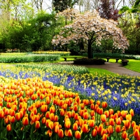 Tulips in Spring Park