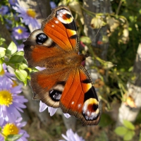 Peacock Butterfly