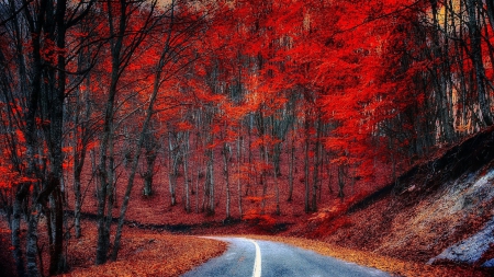 Autumn Road - fall, autumn, trees, forest, road