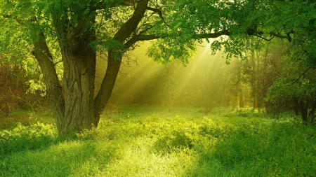 Morning Sunrise - nature, trees, forest, sunray, field