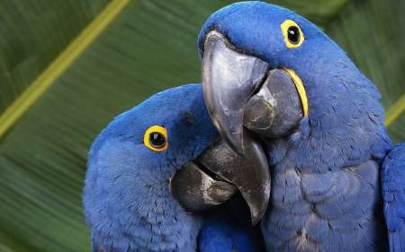 Two blue parrots - two, blue, parrots, birds, ary