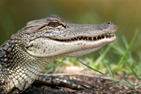 Alligator - head - head, eyes, Alligator, grass, teeth