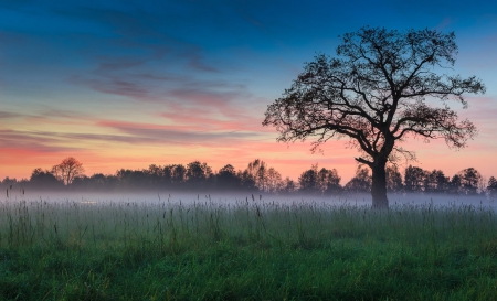 Forest - tree, forest, grass, mist