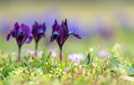 Purple flowers - plants, flowers, Purple, nature