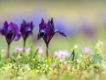 Purple flowers