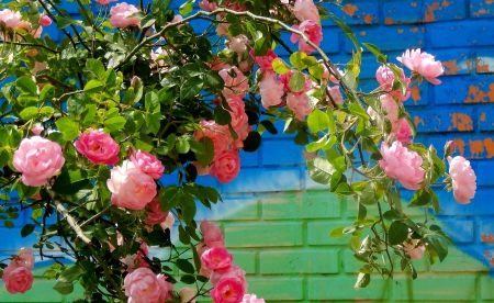 Climbing rose - flowers, climbing, rose, wall