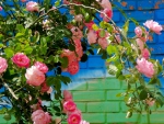 Climbing rose